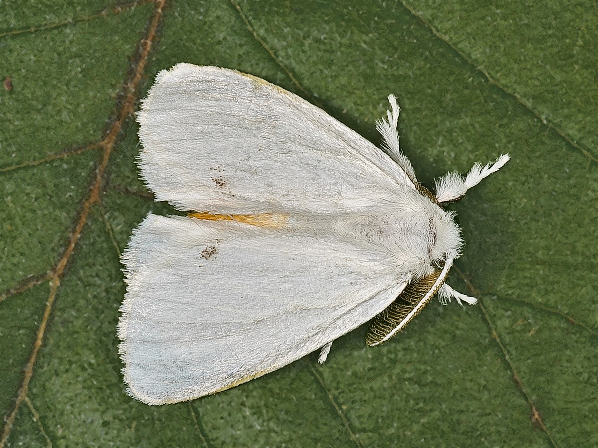 Sphrageidus similis